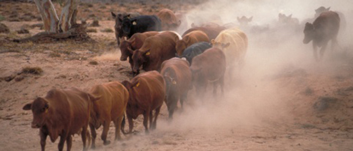 Wave Hill Cattle